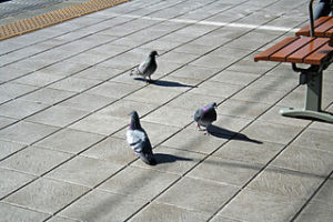 pigeons